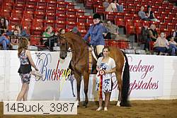 14buck_3987 thumbnail