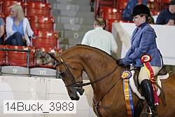 14buck_3989 thumbnail