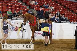 14buck_3995 thumbnail