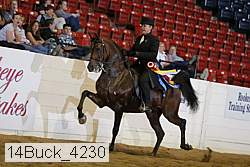 14buck_4230 thumbnail