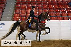 14buck_4232 thumbnail