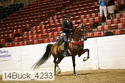 14buck_4233 thumbnail