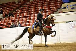 14buck_4235 thumbnail