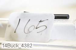 14buck_4382 thumbnail