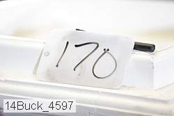 14buck_4597 thumbnail