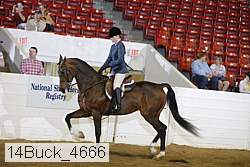14buck_4666 thumbnail