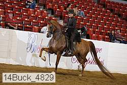 14buck_4829 thumbnail