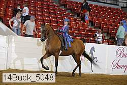 14buck_5048 thumbnail