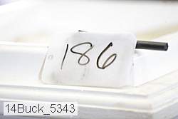 14buck_5343 thumbnail