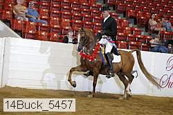 14buck_5457 thumbnail