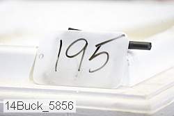 14buck_5856 thumbnail