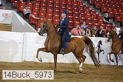 14buck_5973 thumbnail