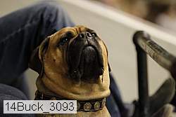 14buck_3093 thumbnail