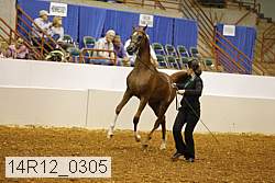 14r12_0305 thumbnail