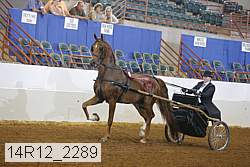 14r12_2289 thumbnail