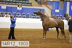14r12_1803 thumbnail