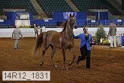 14r12_1831 thumbnail