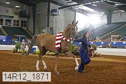 14r12_1871 thumbnail
