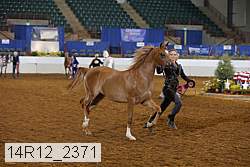 14r12_2371 thumbnail