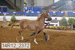 14r12_2372 thumbnail