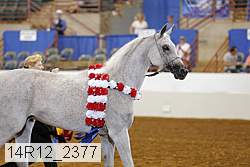14r12_2377 thumbnail