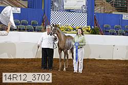 14r12_3702 thumbnail