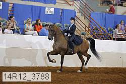 14r12_3788 thumbnail