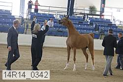 14r14_0342 thumbnail