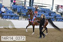 14r14_0372 thumbnail