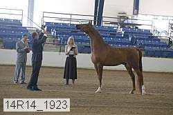 14r14_1923 thumbnail