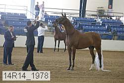 14r14_1978 thumbnail