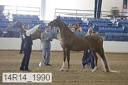 14r14_1990 thumbnail