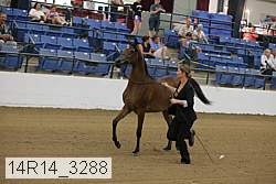 14r14_3288 thumbnail