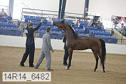 14r14_6482 thumbnail