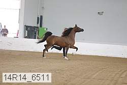 14r14_6511 thumbnail