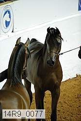 14r9_0077 thumbnail