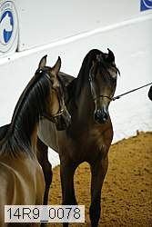 14r9_0078 thumbnail