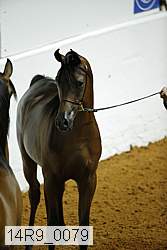 14r9_0079 thumbnail