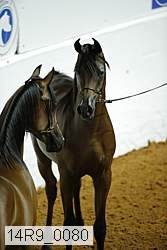 14r9_0080 thumbnail