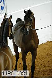 14r9_0081 thumbnail