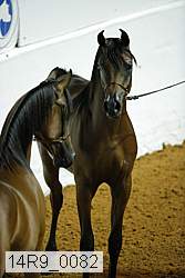 14r9_0082 thumbnail