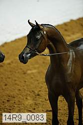 14r9_0083 thumbnail
