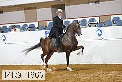14r9_1665 thumbnail