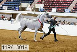 14r9_3019 thumbnail