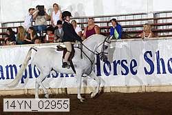 14yn_02955 thumbnail