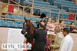 14yn_19490 thumbnail