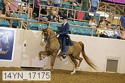 14yn_17175 thumbnail