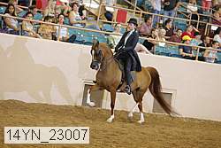 14yn_23007 thumbnail