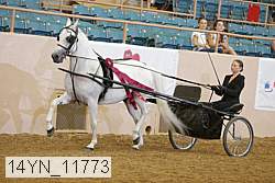 14yn_11773 thumbnail