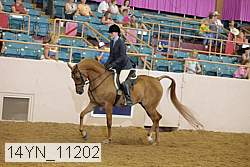 14yn_11202 thumbnail